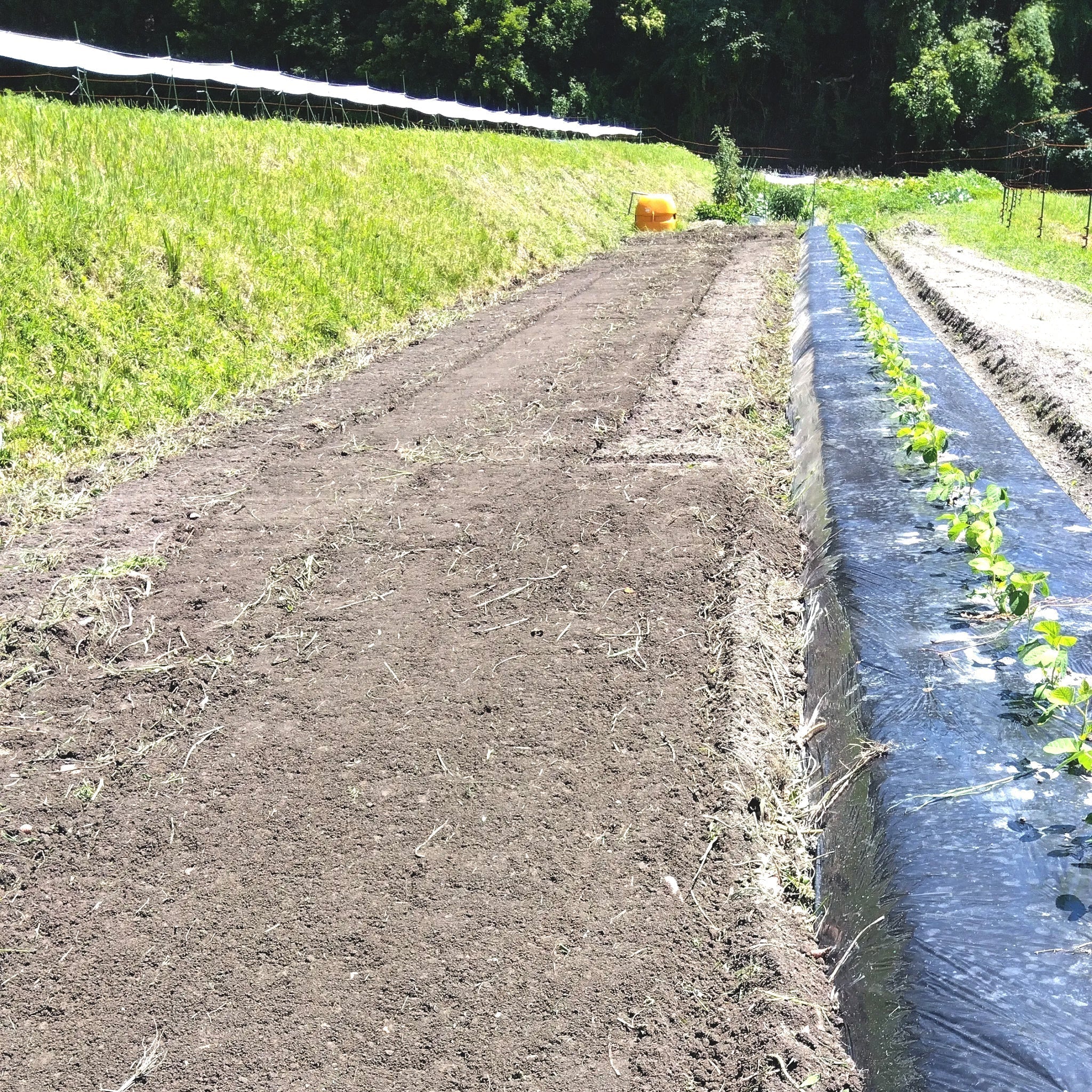 Nōse Farm Diary 2026.07.11