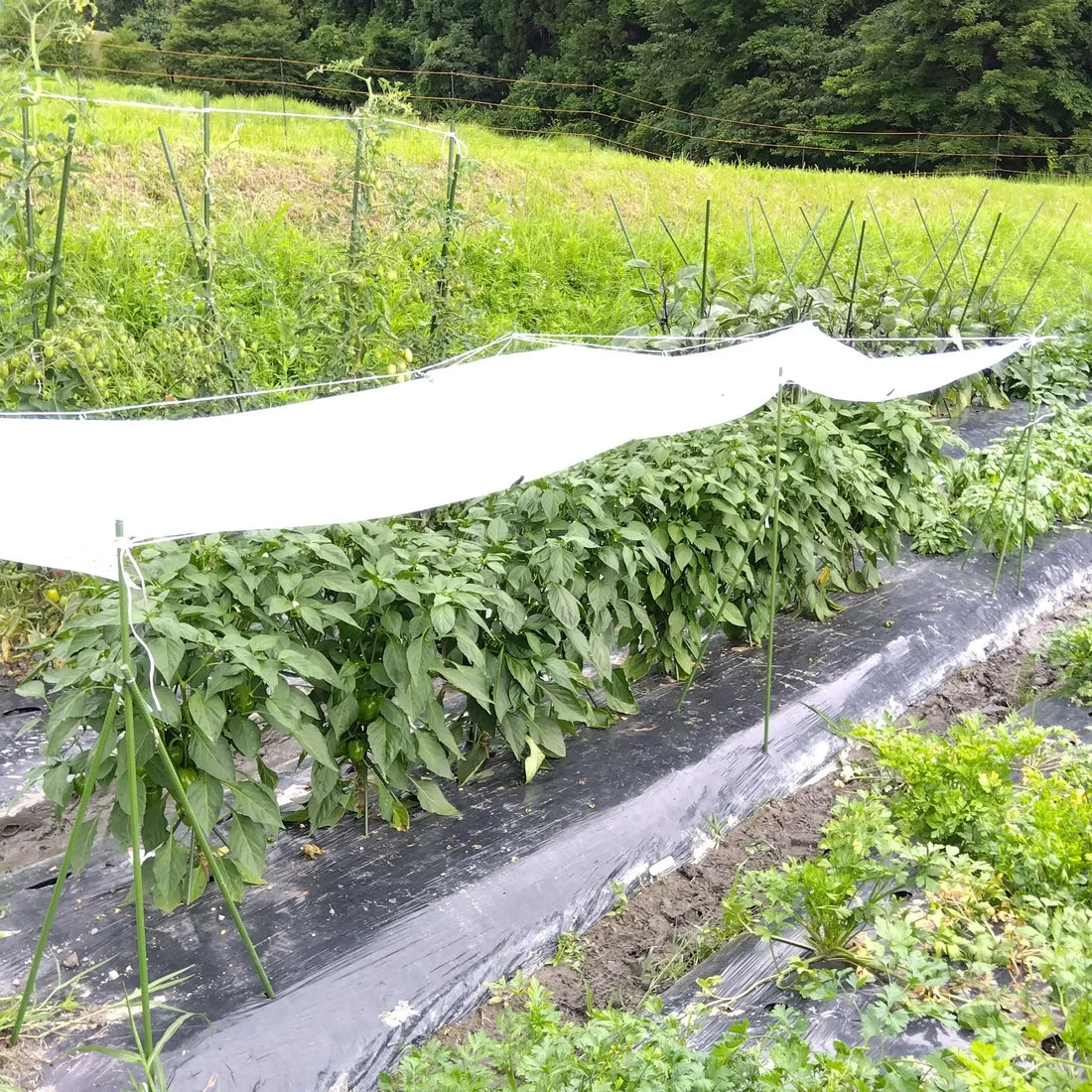 Nōse Farm Diary 2026.07.07