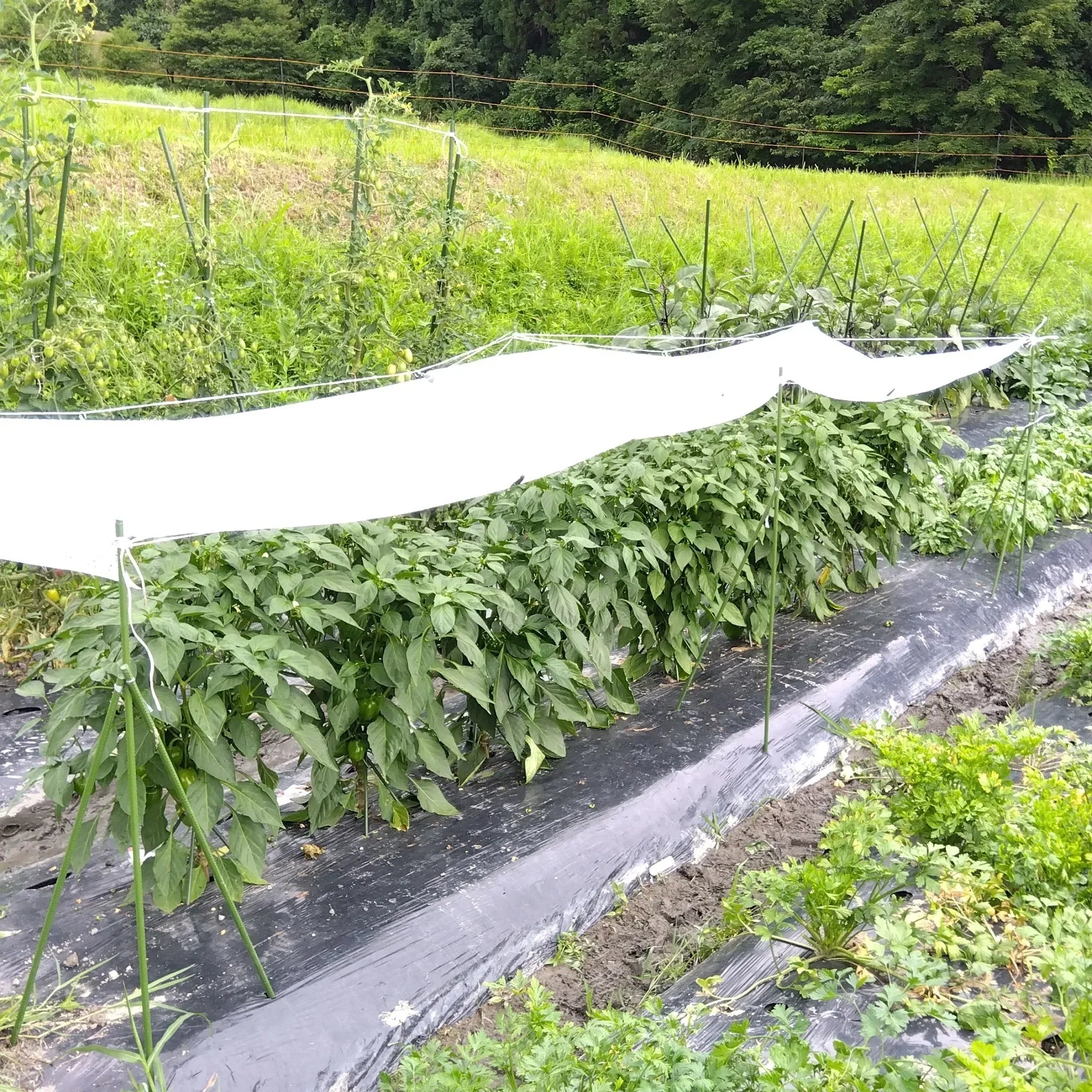 Nōse Farm Diary 2026.07.07