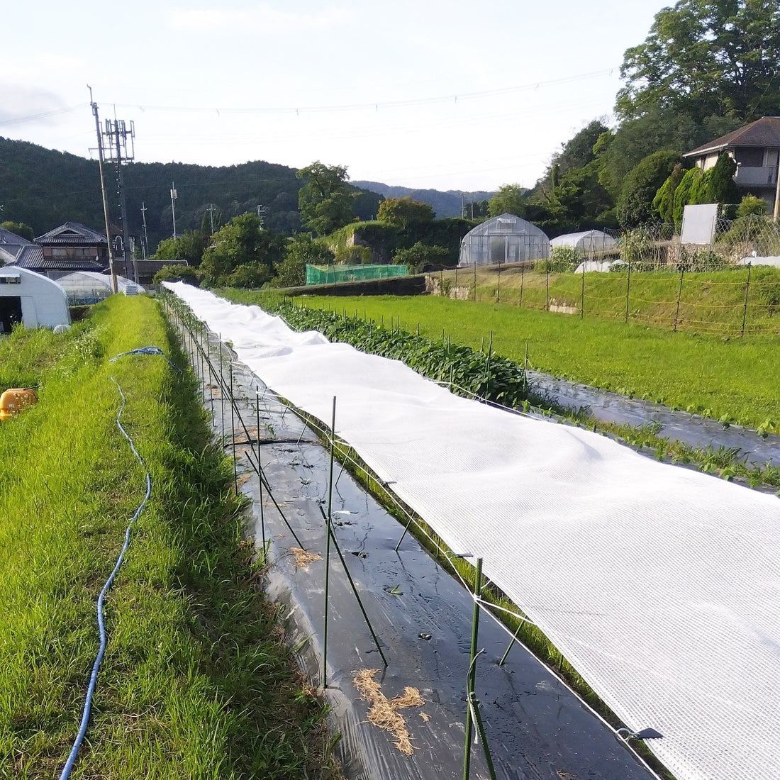 Nōse Farm Diary 2026.07.08