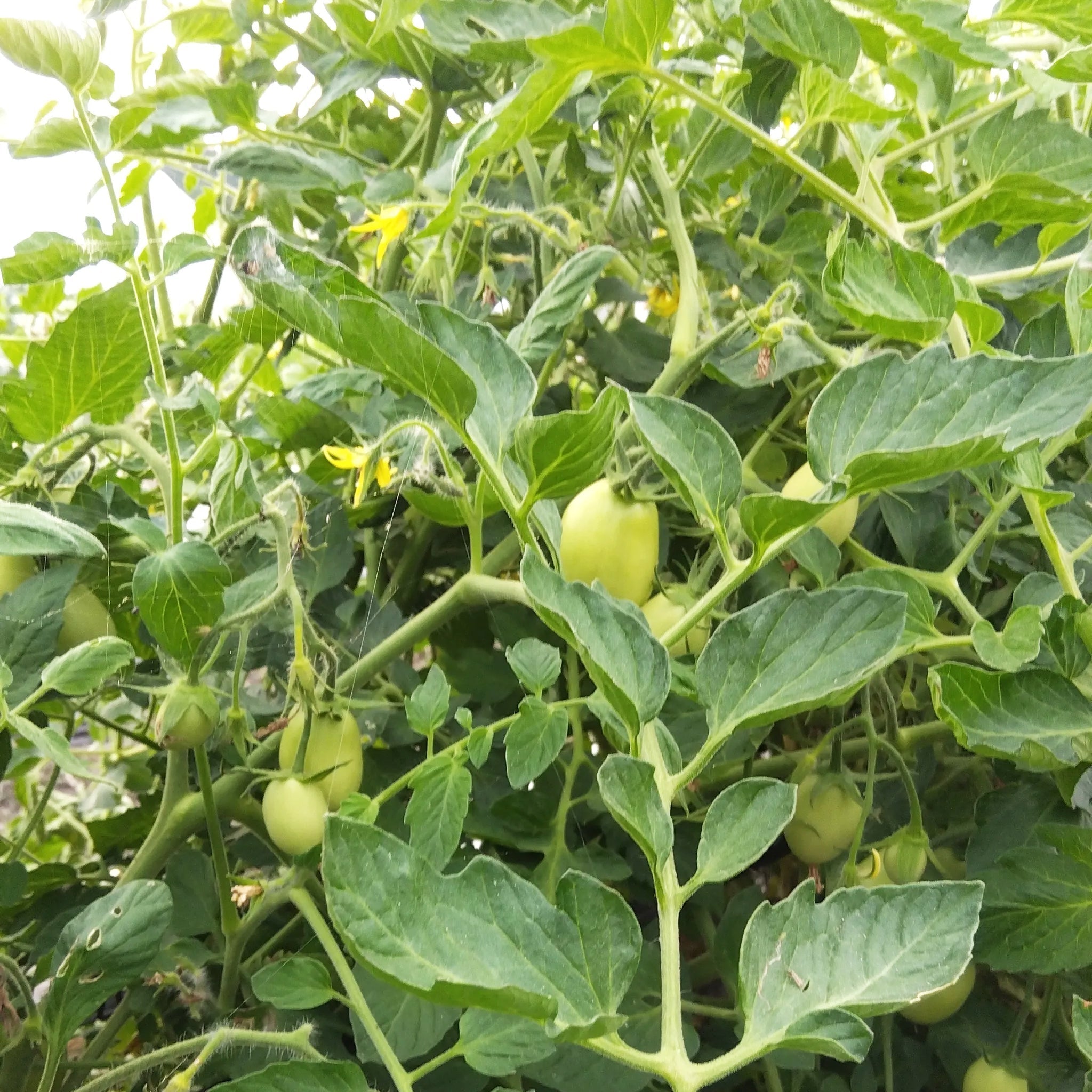 Nōse Farm Diary 2026.07.15