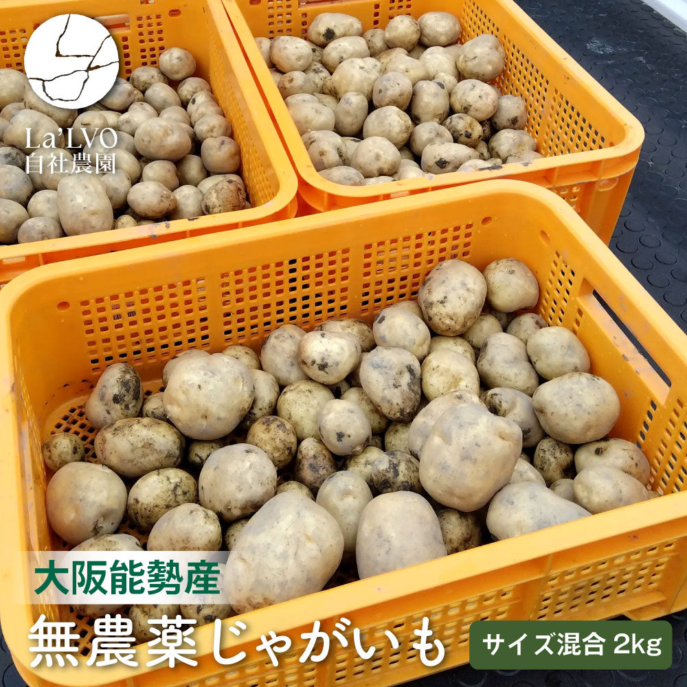自社栽培無農薬じゃがいも｜サイズ混合