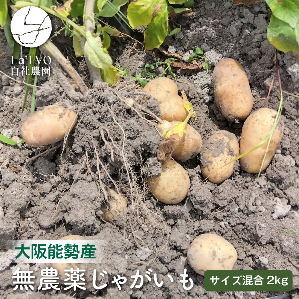 自社栽培無農薬じゃがいも｜サイズ混合