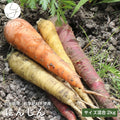 自社栽培無農薬にんじん｜サイズ混合【約2kg】