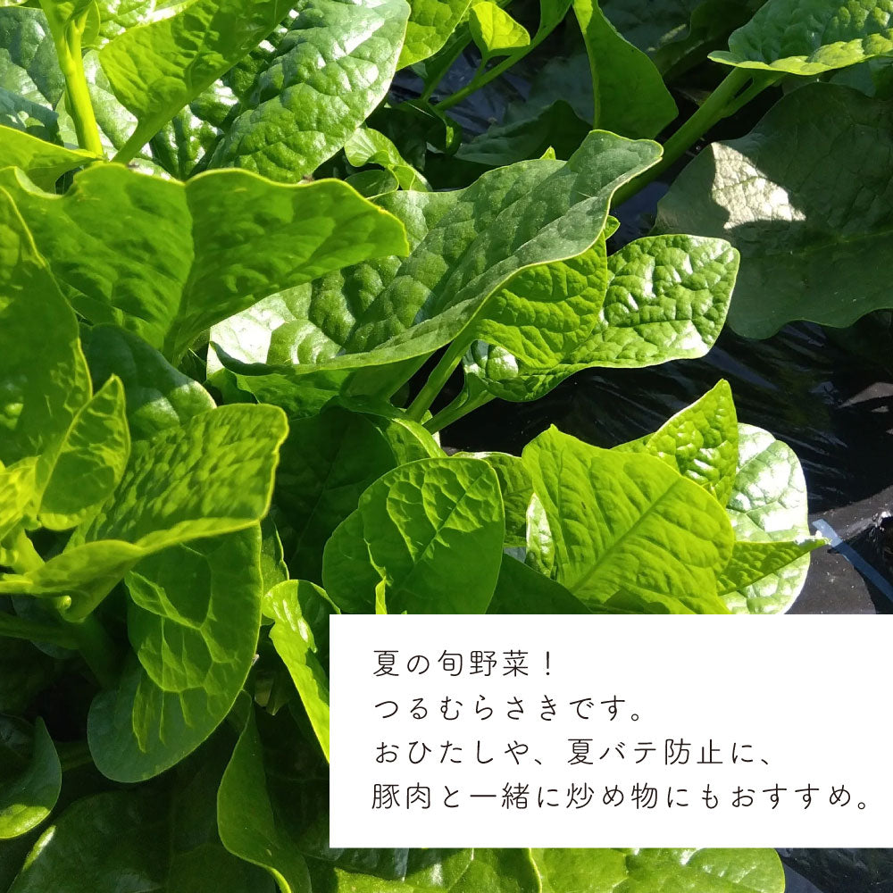能勢の畑から 夏のおまかせ野菜BOX