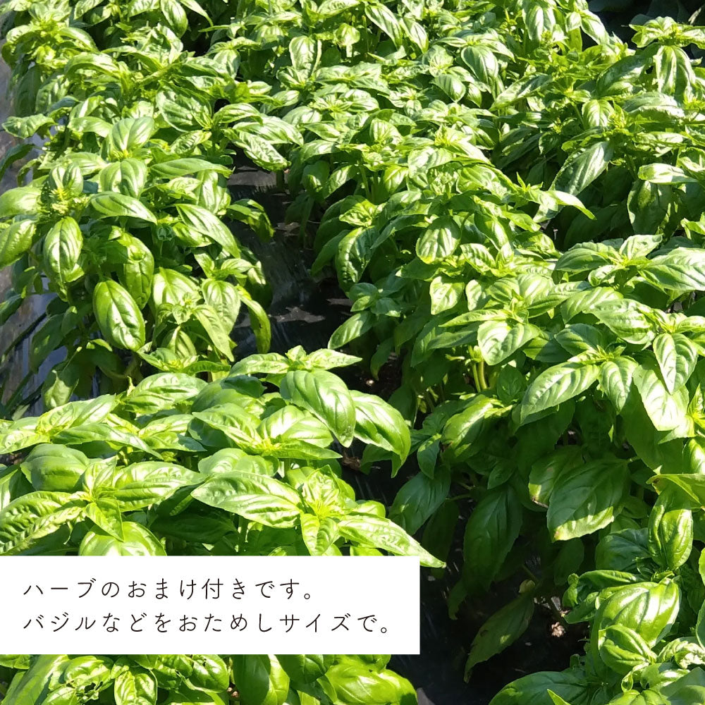 能勢の畑から 夏のおまかせ野菜BOX