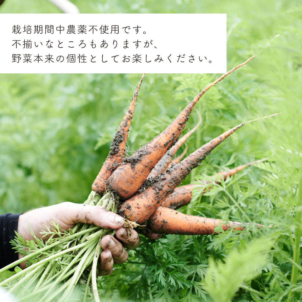 能勢の畑から 夏のおまかせ野菜BOX