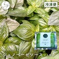 自社農園無農薬バジルの ジェノベーゼソース【冷凍】